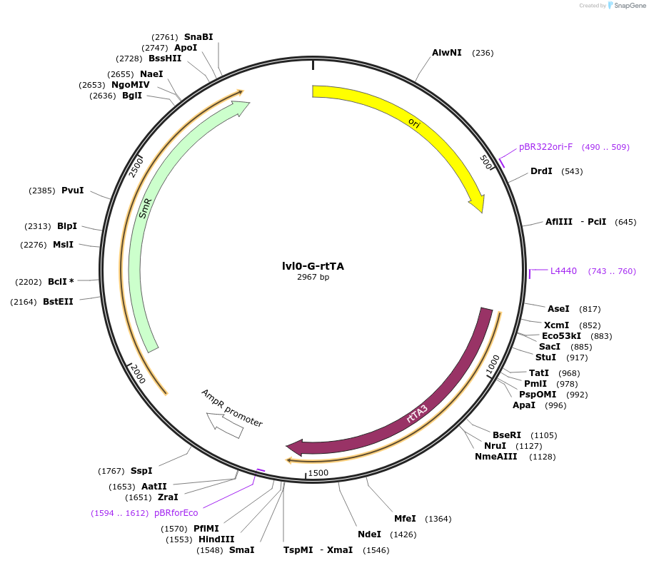 229189-plasmid-map-sequence-id-459776