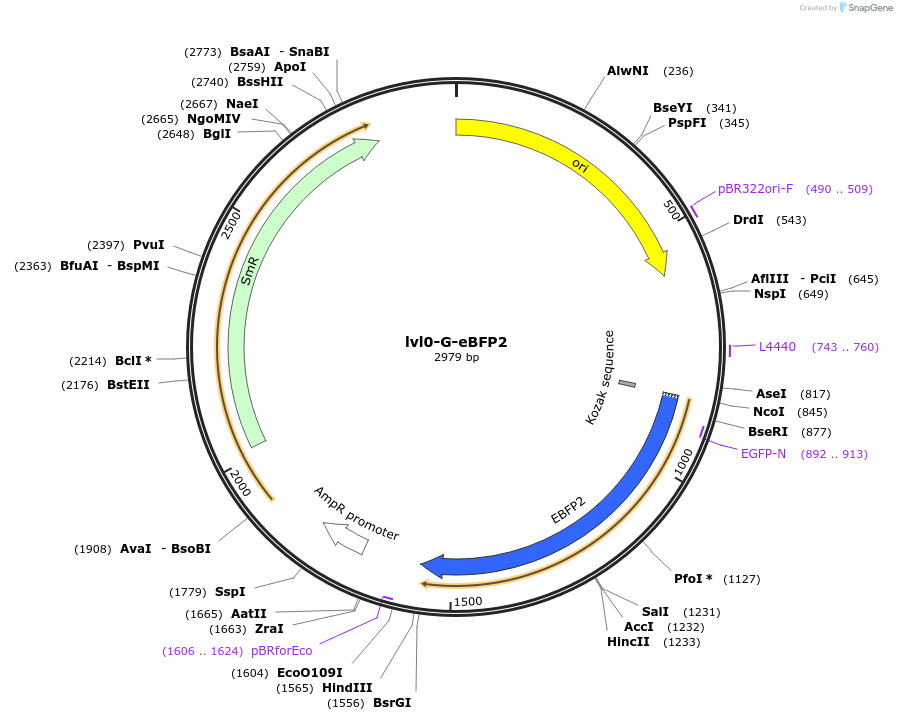 229182-plasmid-map-sequence-id-459780