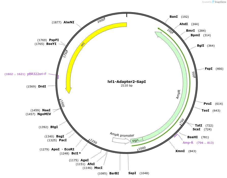 229201-plasmid-map-sequence-id-459782