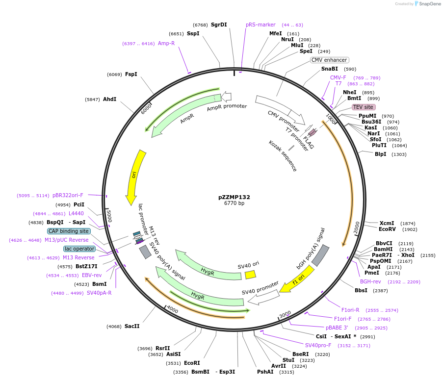 231757-plasmid-map-sequence-id-459785