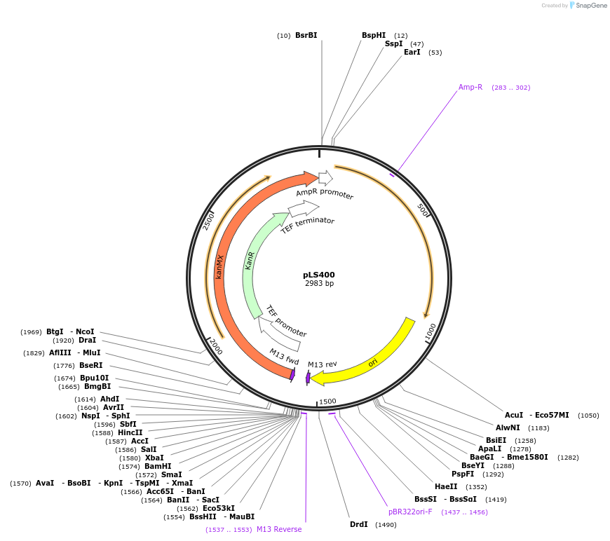 231080-plasmid-map-sequence-id-459791