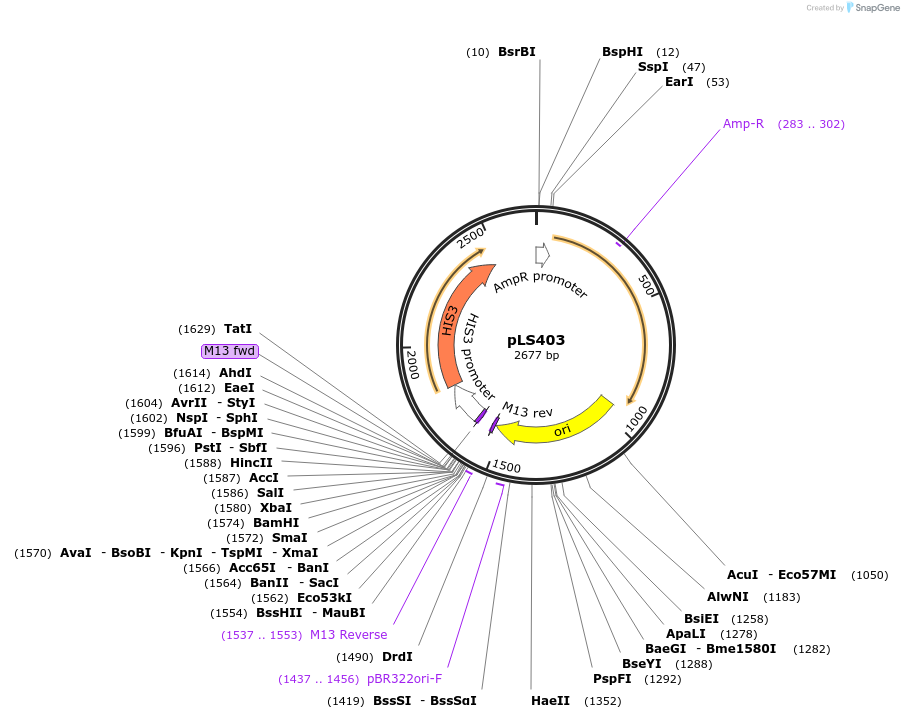231075-plasmid-map-sequence-id-459792