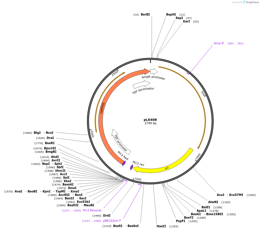 231079-plasmid-map-sequence-id-459799