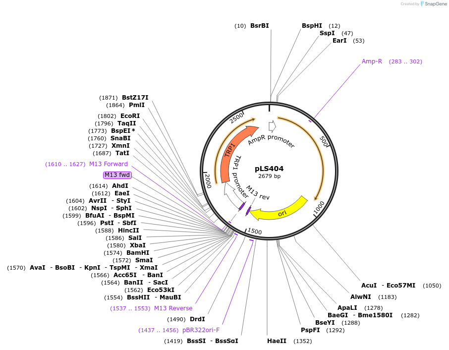231076-plasmid-map-sequence-id-459800