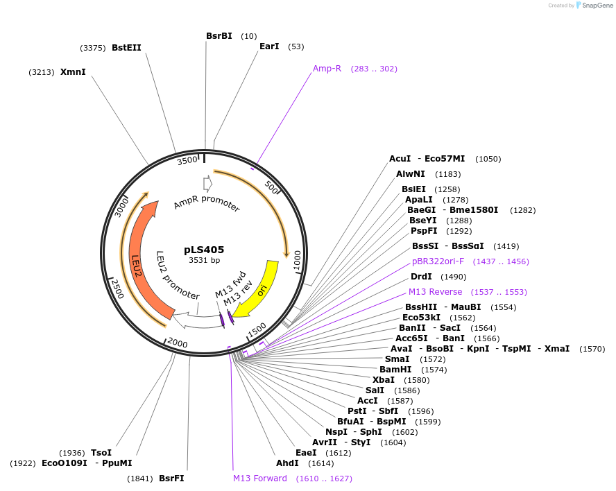 231077-plasmid-map-sequence-id-459803
