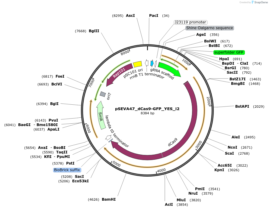 231419-plasmid-map-sequence-id-459805