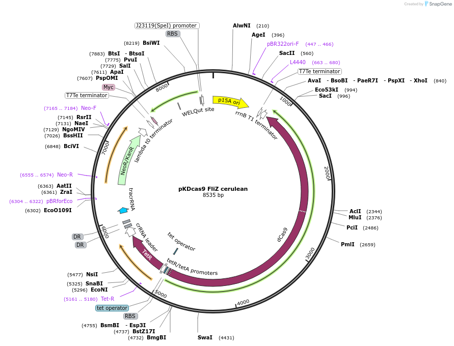 230947-plasmid-map-sequence-id-459814