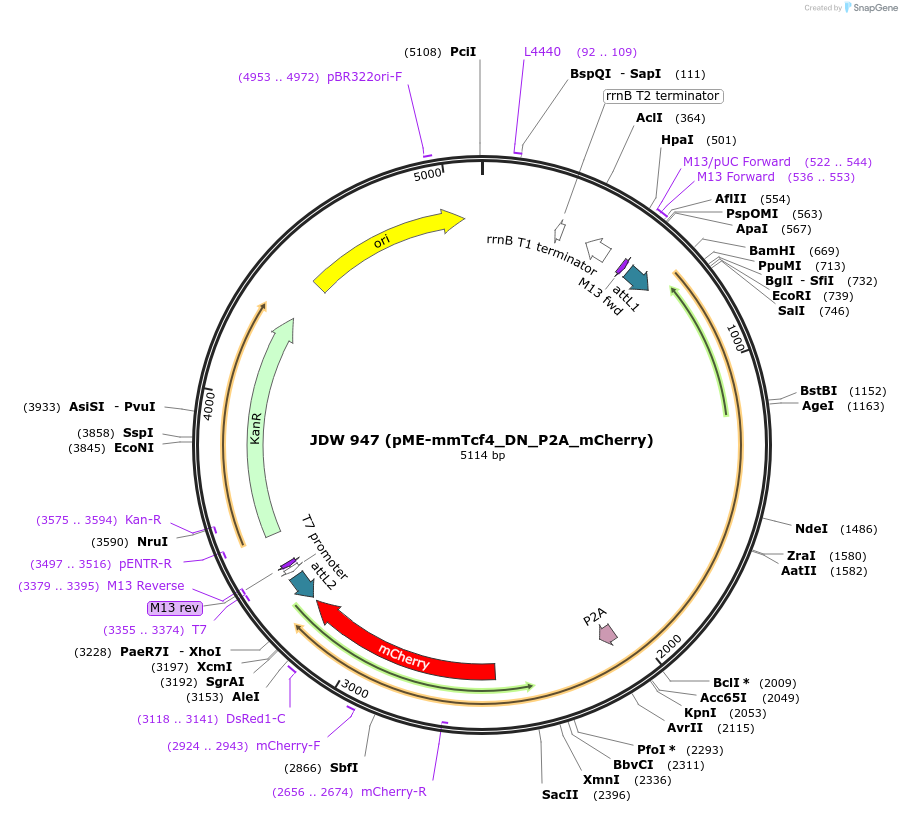 232122-plasmid-map-sequence-id-459820