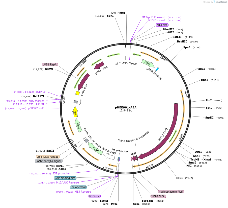 229044-plasmid-map-sequence-id-459824