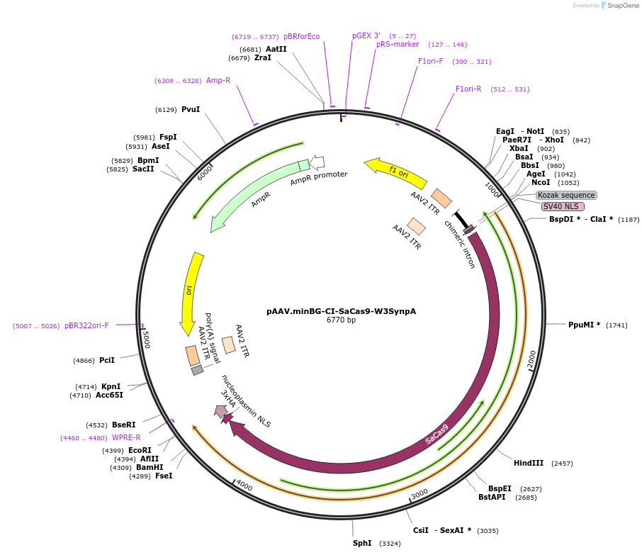 231369-plasmid-map-sequence-id-459832
