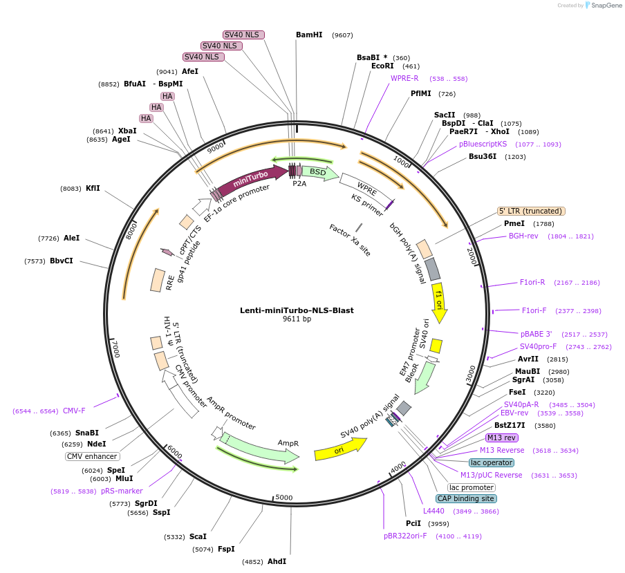 232347-plasmid-map-sequence-id-459836