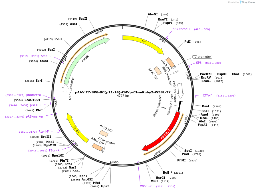 231357-plasmid-map-sequence-id-459837