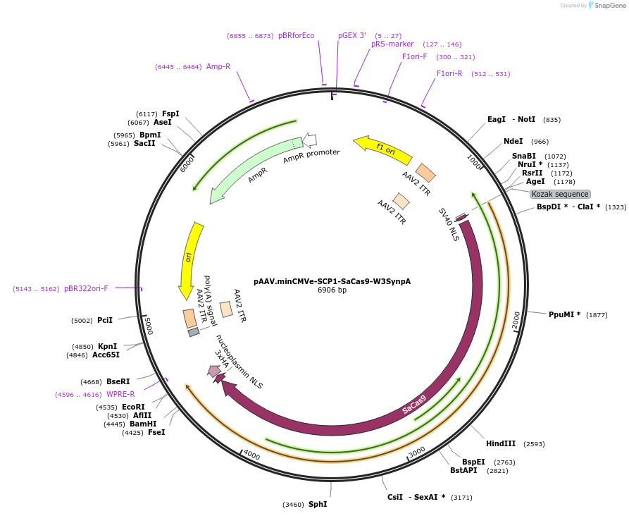 231370-plasmid-map-sequence-id-459842