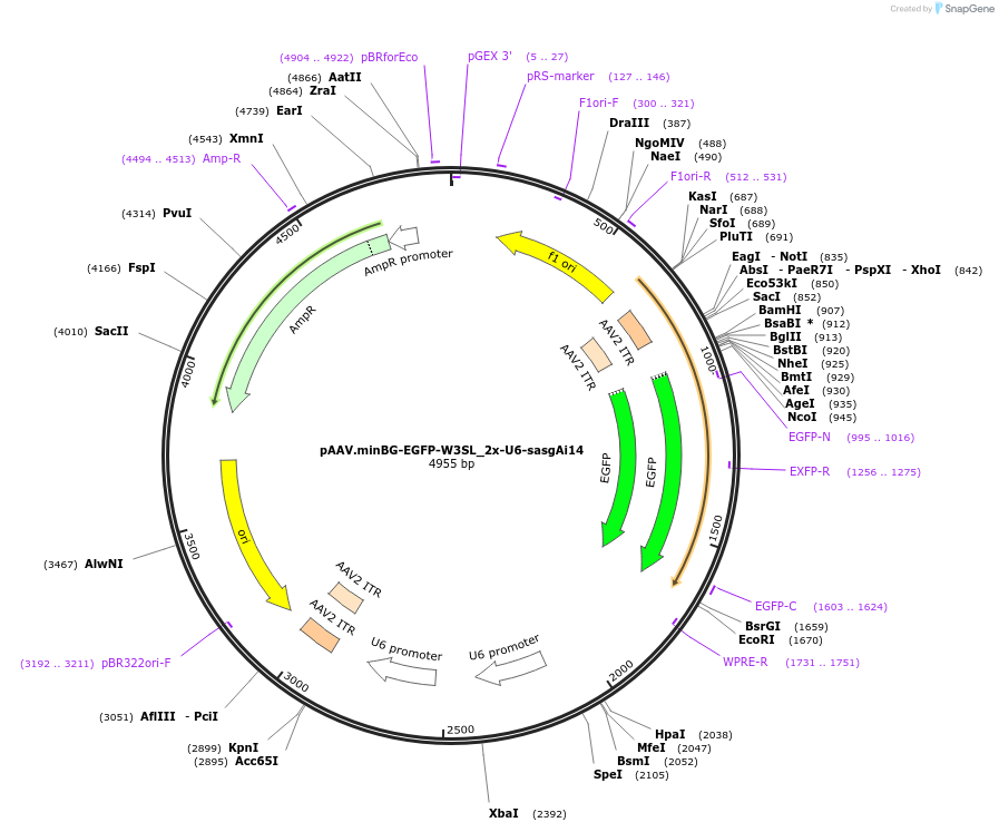 231365-plasmid-map-sequence-id-459846