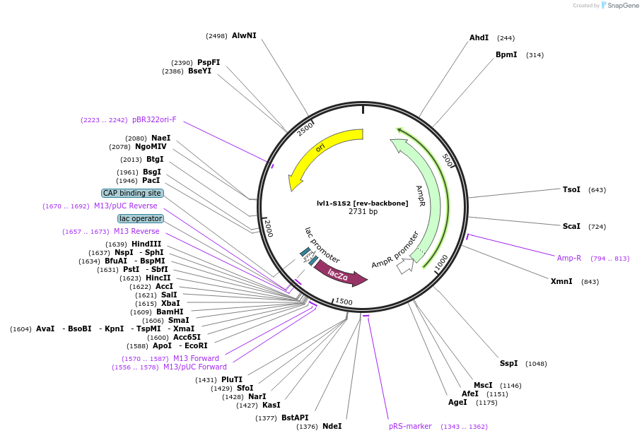 229199-plasmid-map-sequence-id-459848