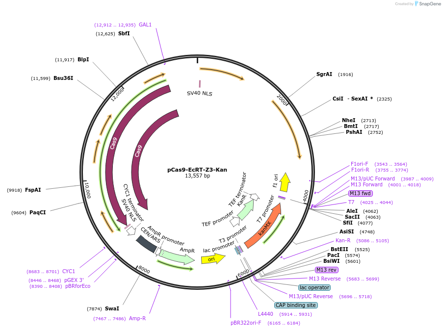 232096-plasmid-map-sequence-id-459850