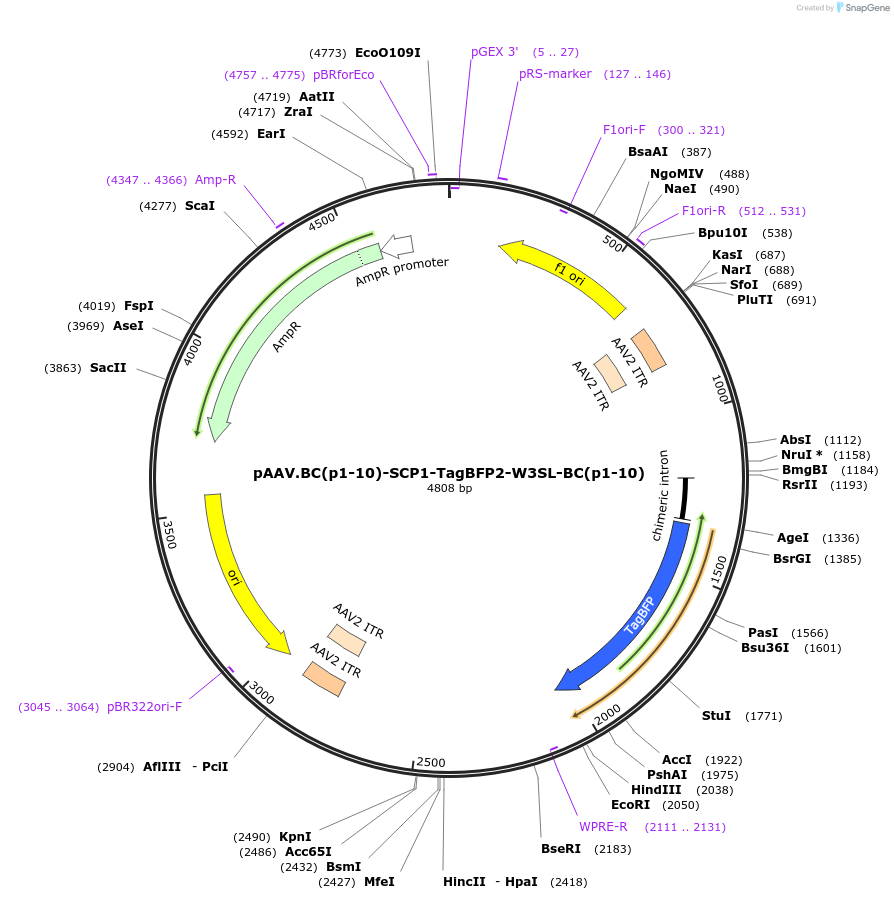 231355-plasmid-map-sequence-id-459855