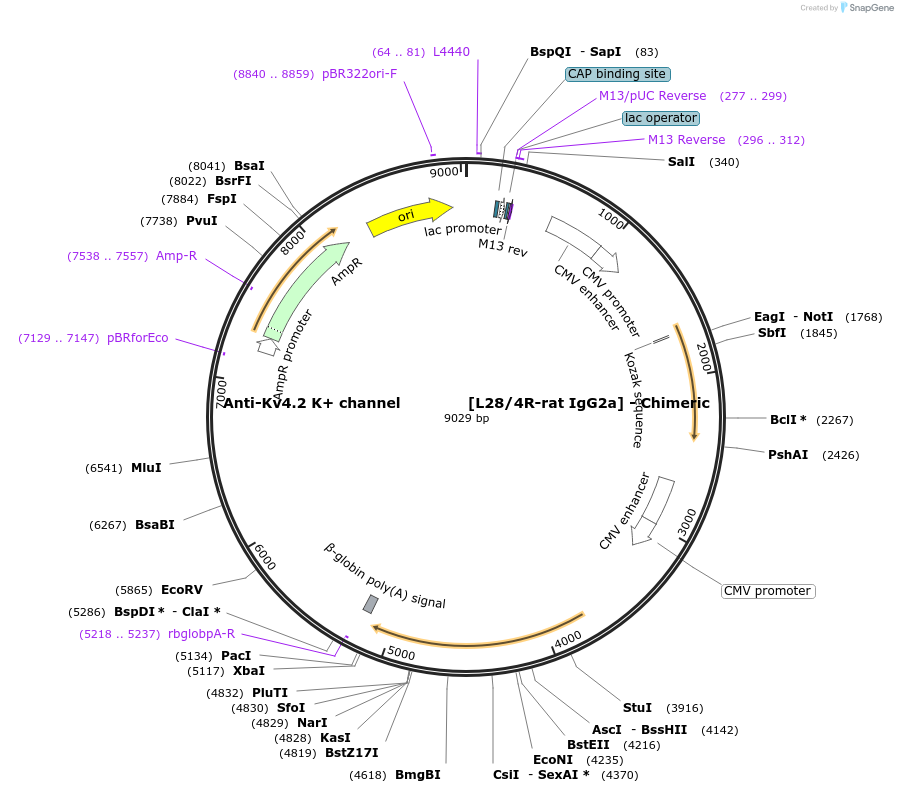 231824-plasmid-map-sequence-id-459856