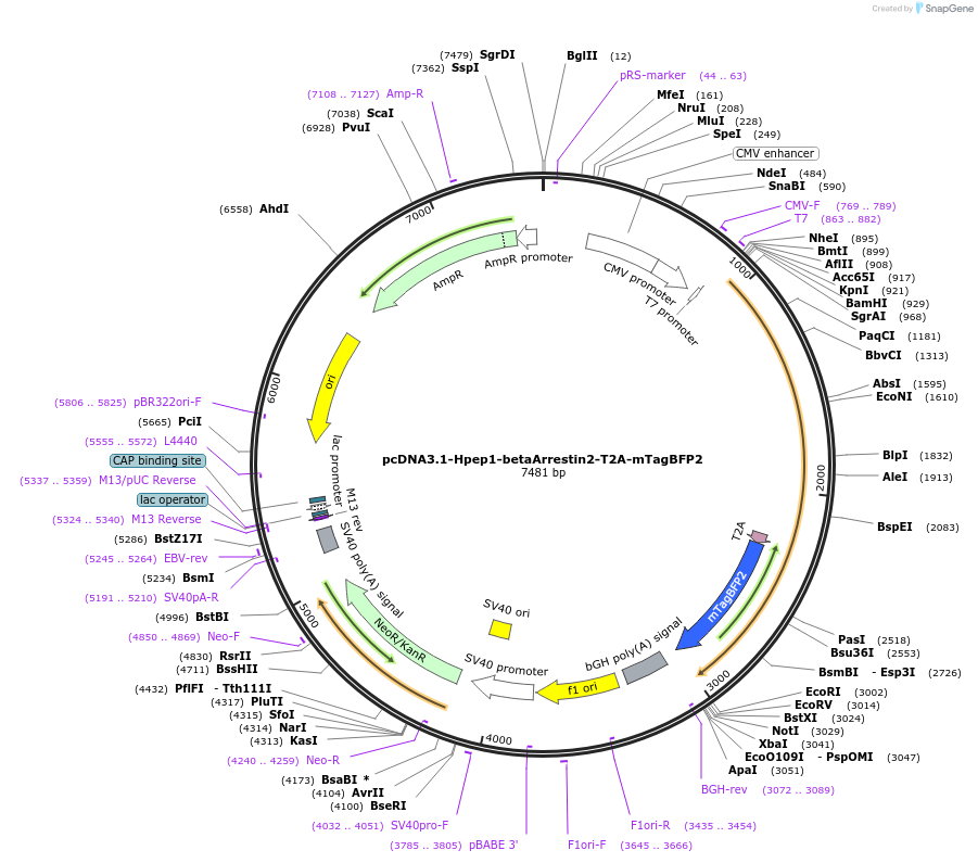 194680-plasmid-map-sequence-id-459865