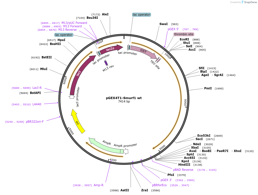 13502-plasmid-map-sequence-id-459868