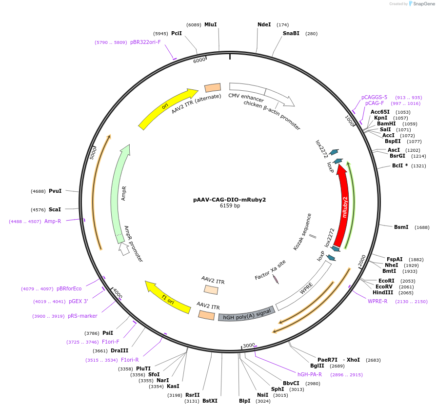 104058-plasmid-map-sequence-id-459871