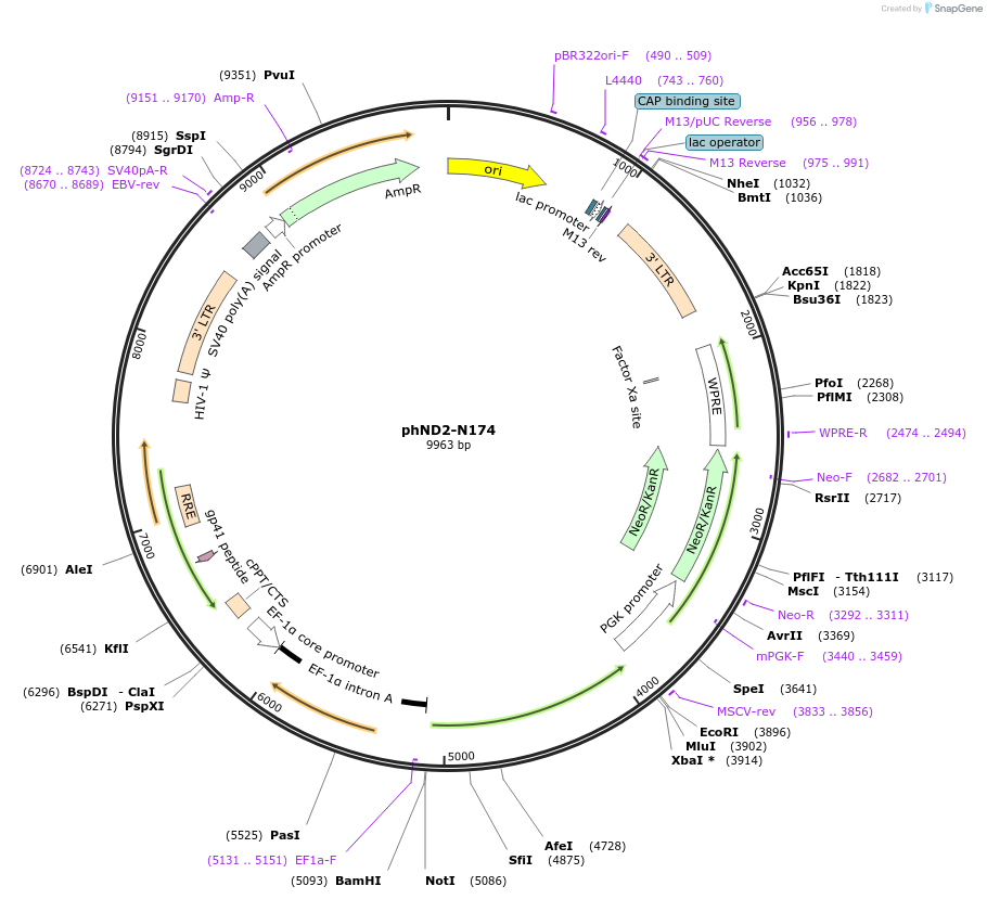 31822-plasmid-map-sequence-id-459907