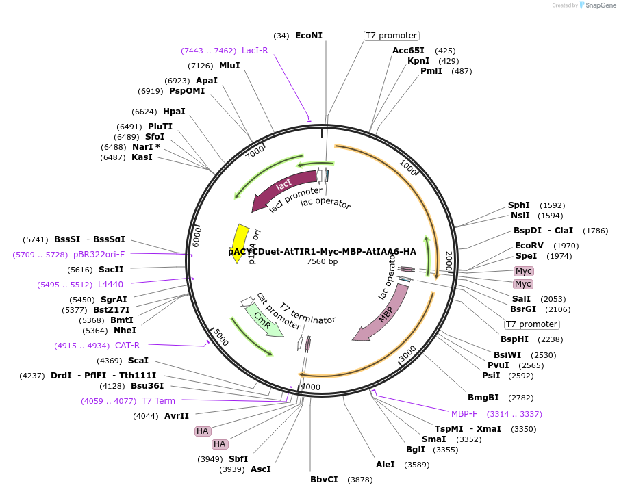 222708-plasmid-map-sequence-id-459912
