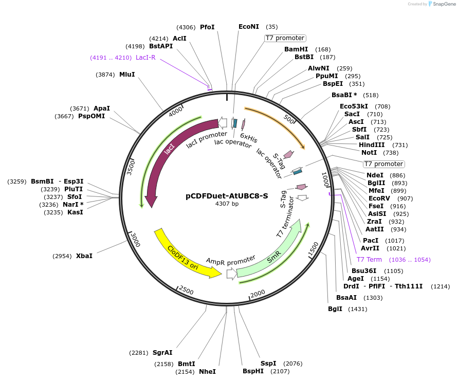 222713-plasmid-map-sequence-id-459913