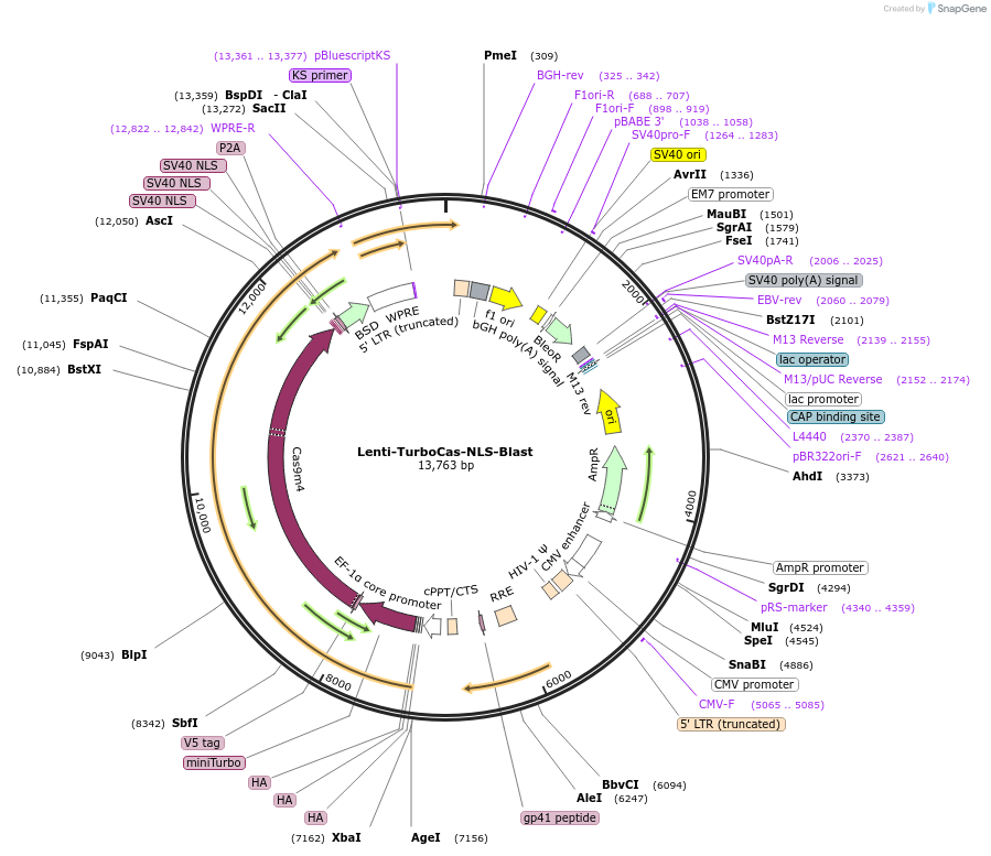 232346-plasmid-map-sequence-id-459920