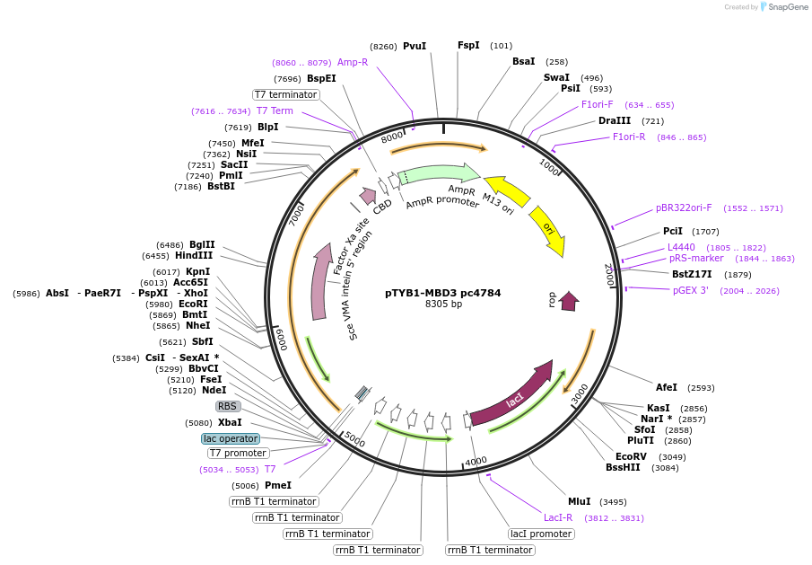 229749-plasmid-map-sequence-id-459922