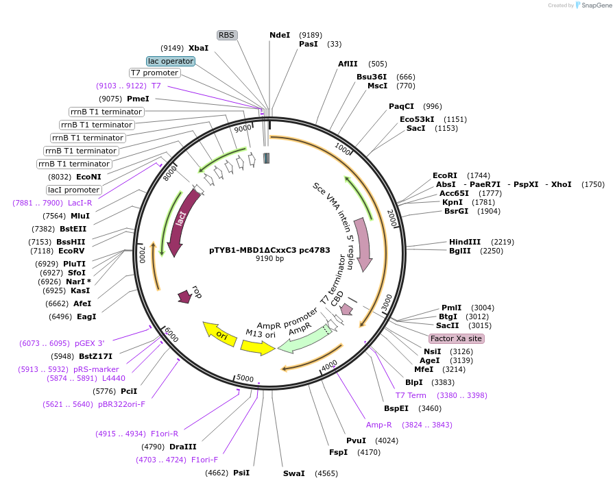 229748-plasmid-map-sequence-id-459923
