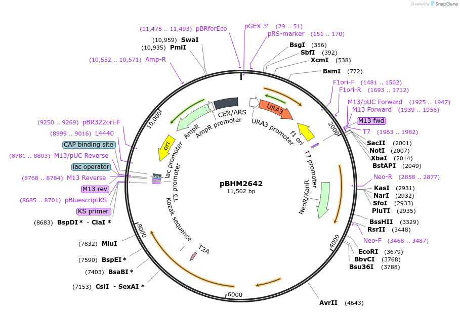 229526-plasmid-map-sequence-id-459924