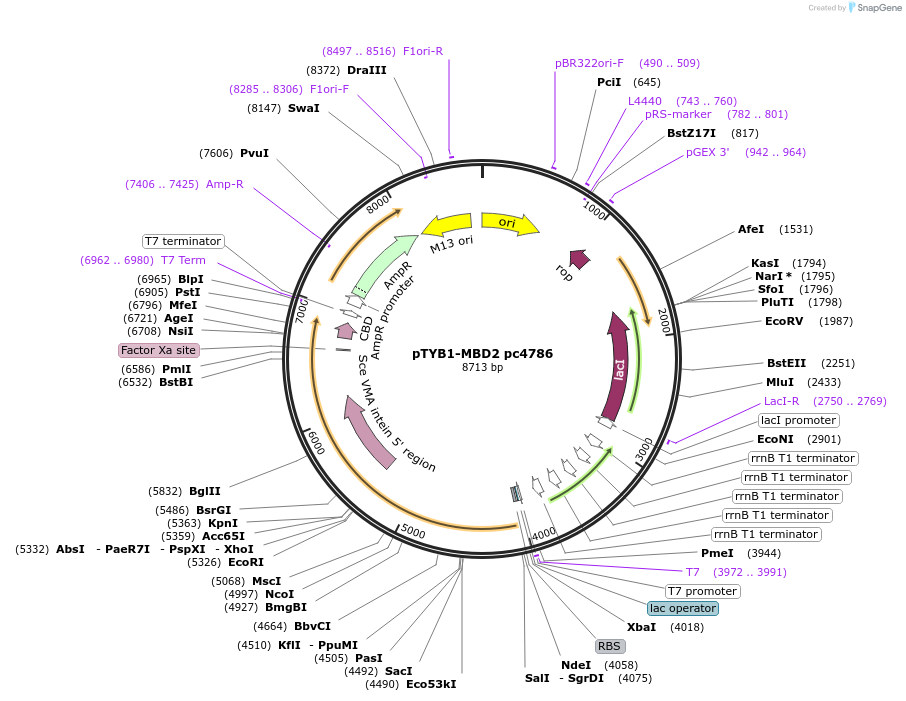229751-plasmid-map-sequence-id-459925