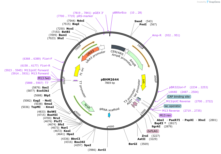 229528-plasmid-map-sequence-id-459927