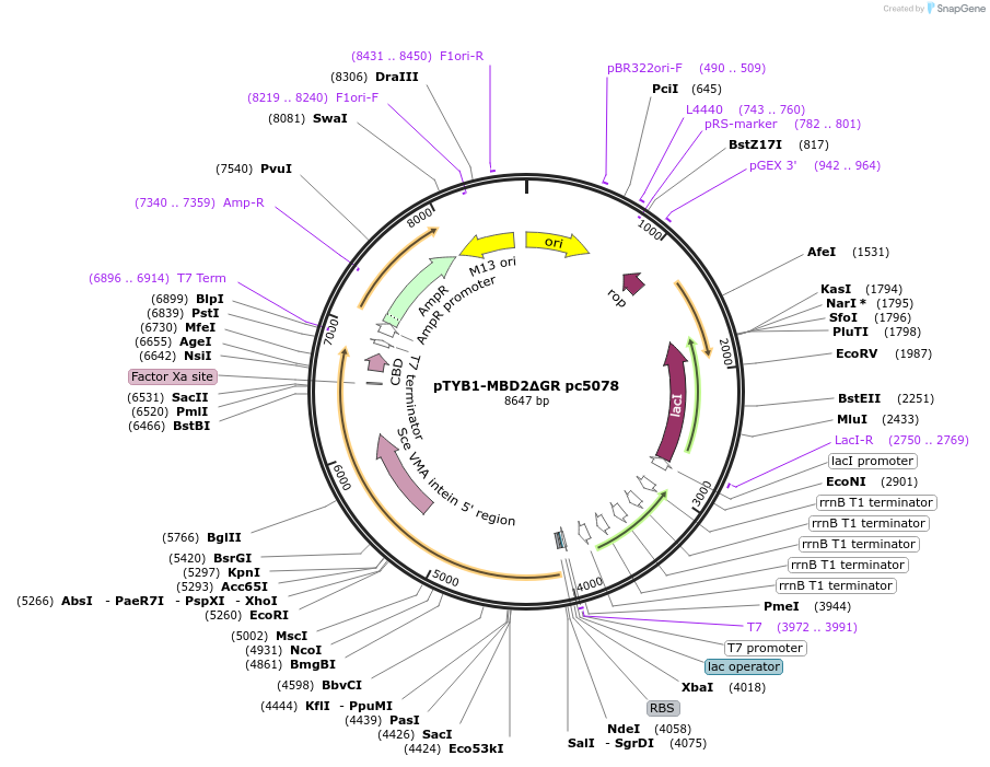 229758-plasmid-map-sequence-id-459929