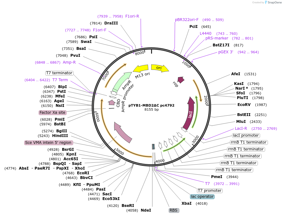 229755-plasmid-map-sequence-id-459930