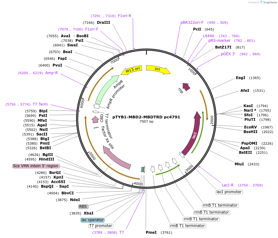 229754-plasmid-map-sequence-id-459932