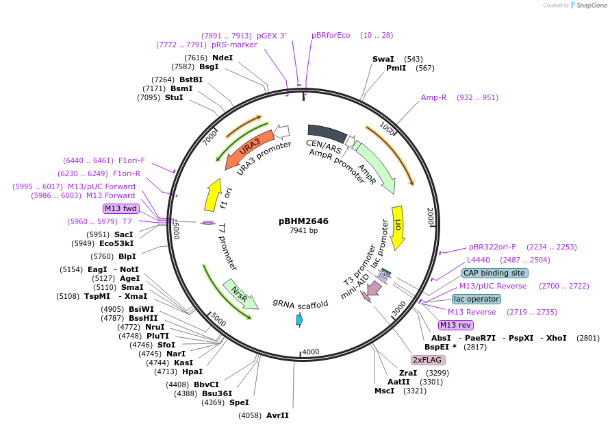 229530-plasmid-map-sequence-id-459934