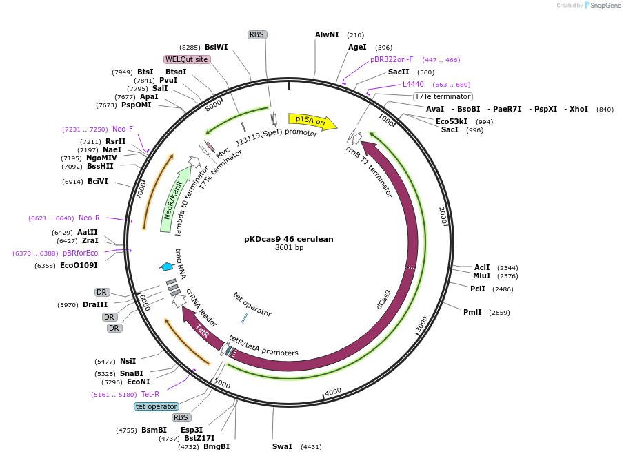 230958-plasmid-map-sequence-id-459938