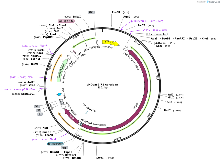 230954-plasmid-map-sequence-id-459949