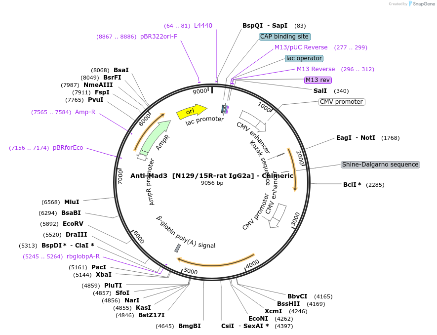 231847-plasmid-map-sequence-id-459954