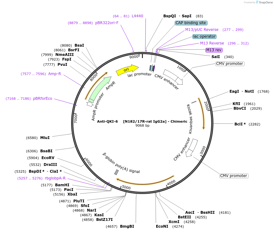 231838-plasmid-map-sequence-id-459957