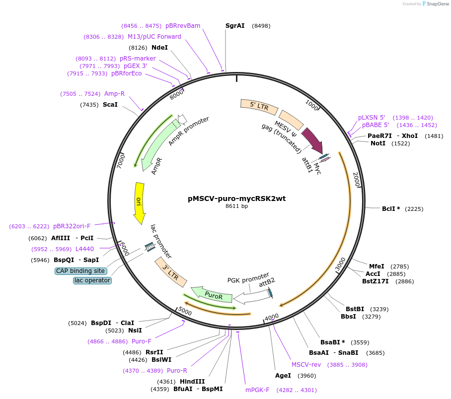 15827-plasmid-map-sequence-id-459969