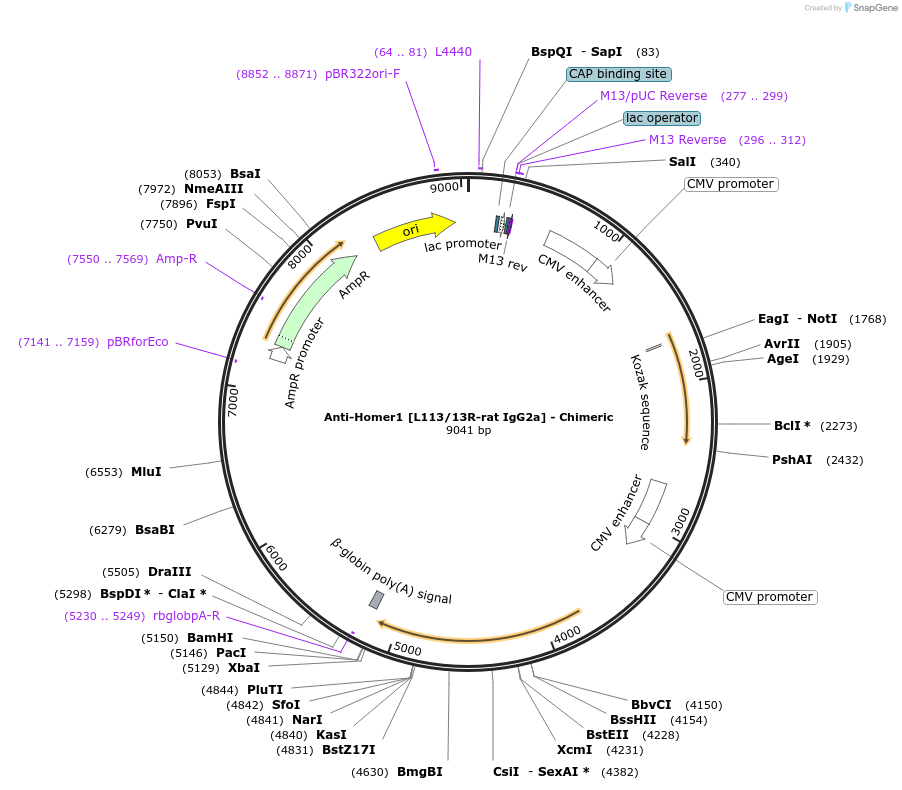 231819-plasmid-map-sequence-id-459971