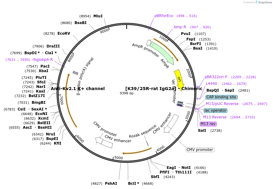 231822-plasmid-map-sequence-id-459973