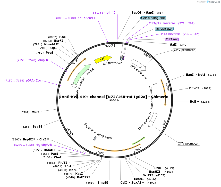 231827-plasmid-map-sequence-id-459974