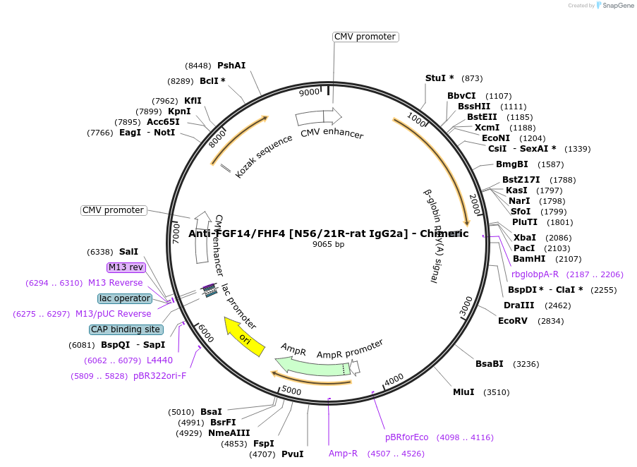 231830-plasmid-map-sequence-id-459977