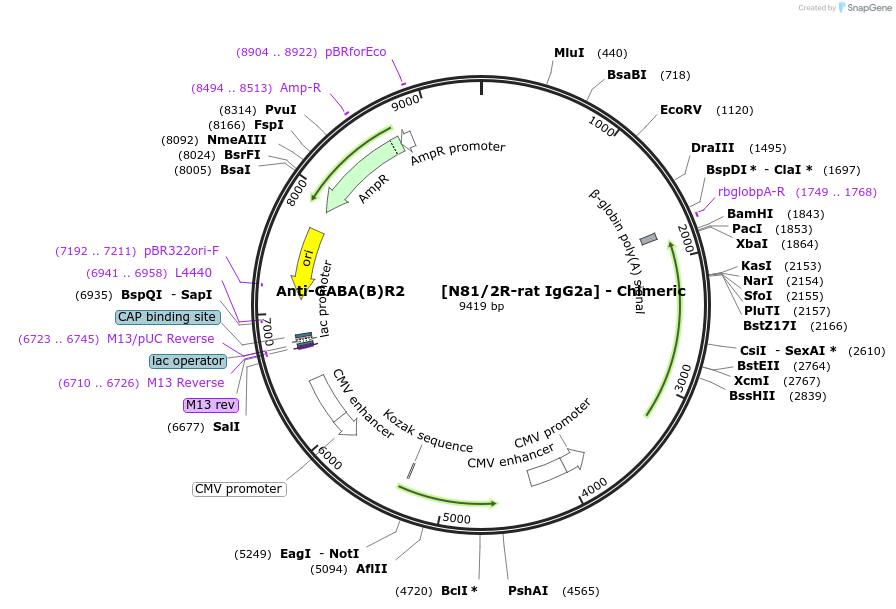 231828-plasmid-map-sequence-id-459978