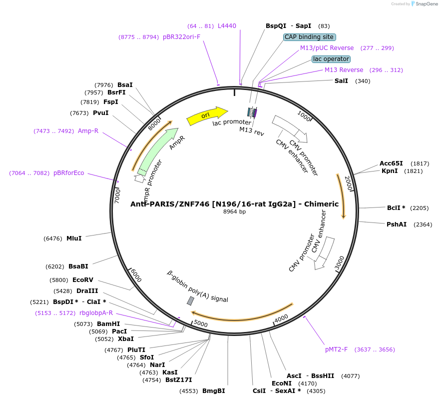 227072-plasmid-map-sequence-id-459981
