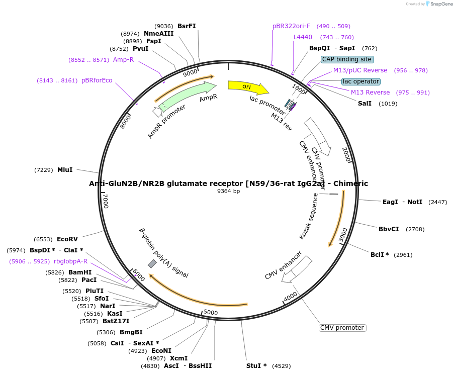 227049-plasmid-map-sequence-id-459982